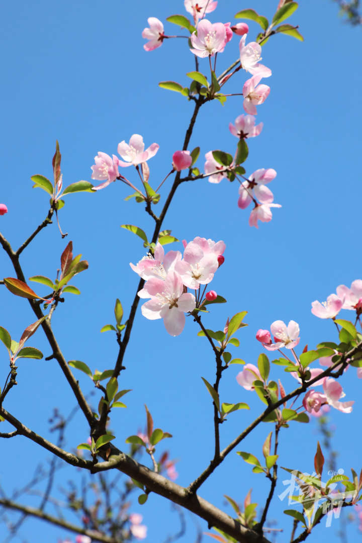 湘湖三月赏花地图来了,带你赏遍湘湖春花