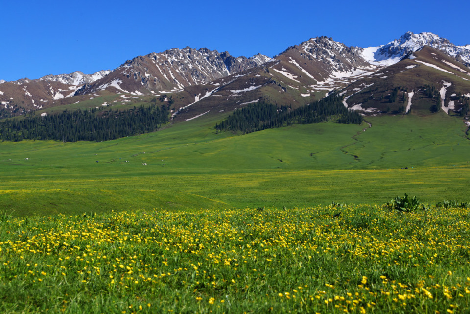 新疆那拉提草原盛花美景迎游客