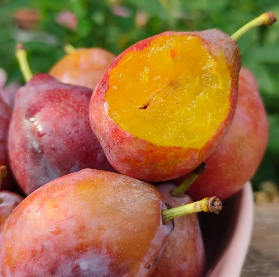 水果界的"紫霞仙子",新疆法兰西西梅,直入心扉的香甜味美
