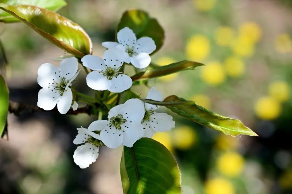 又是一年芳草绿,朵朵梨花俏枝头.