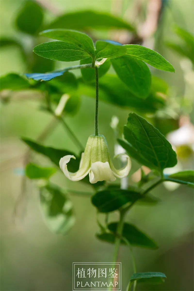 小铃铛草药图片图片