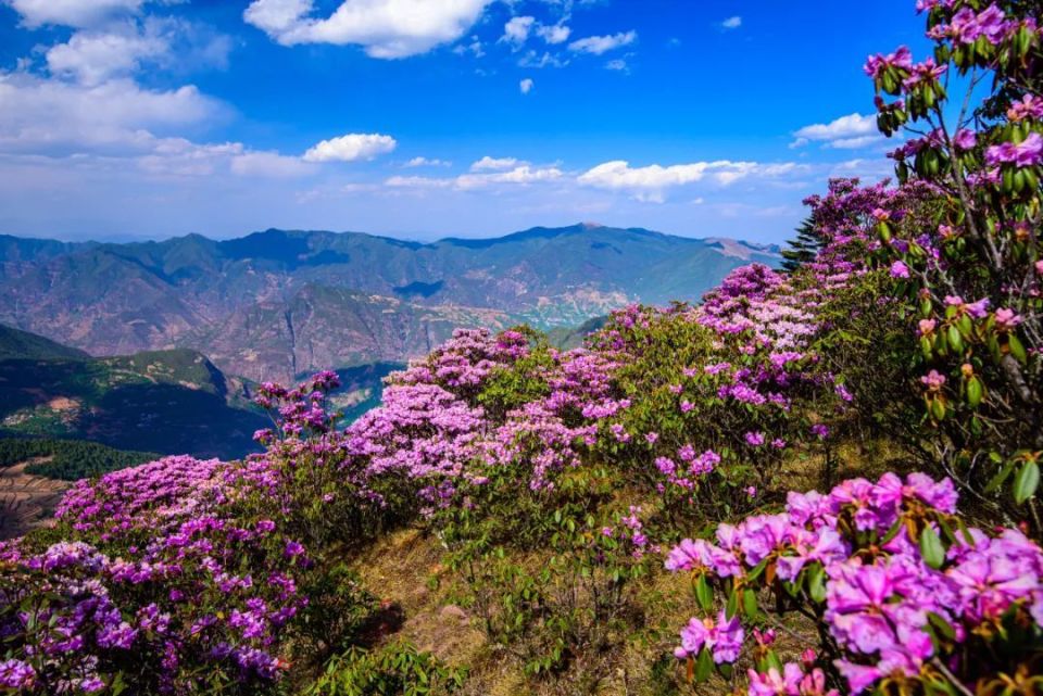 走进大姚小百草岭,赏多彩梦幻的杜鹃花海