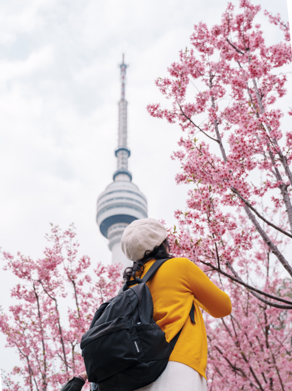 速来打卡!武汉龟山公园樱花盛放啦_腾讯新闻