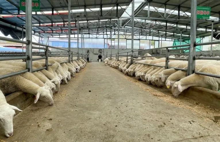 记者来到东乡县坪庄乡合兴源养殖专业农民合作社,看到整齐划一的羊舍
