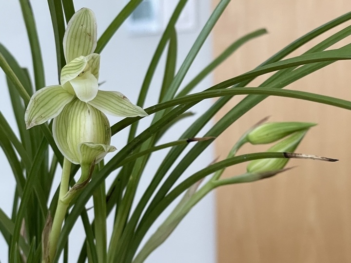 晚潮|心花怒放 兰花更香