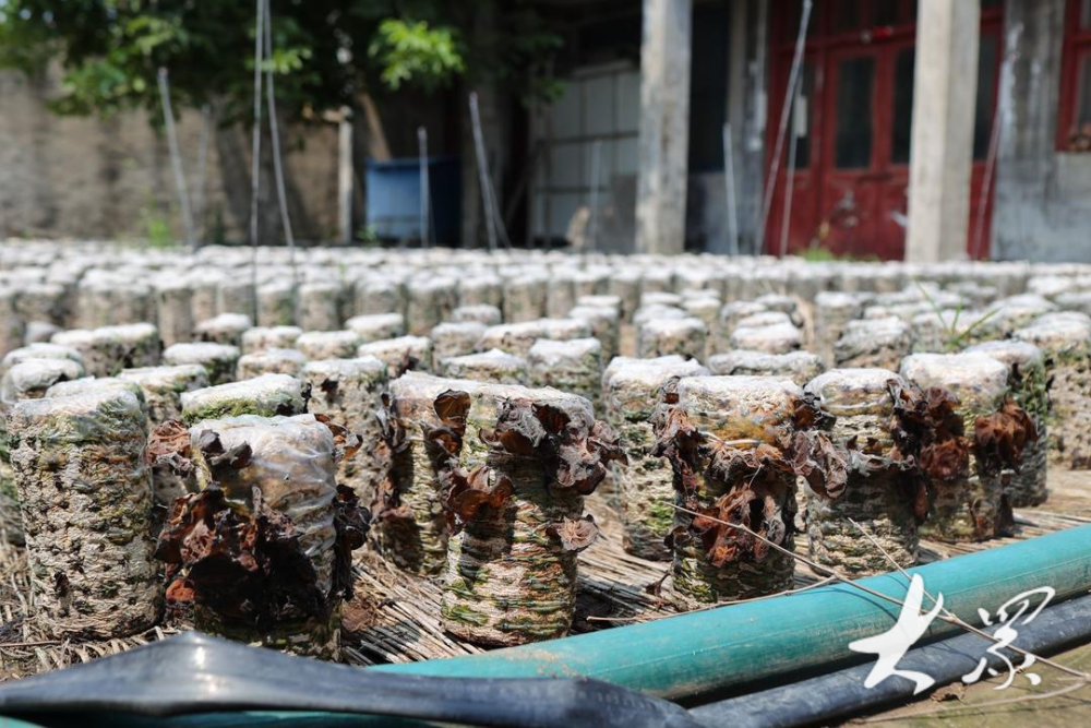 木耳浇水不长为什么