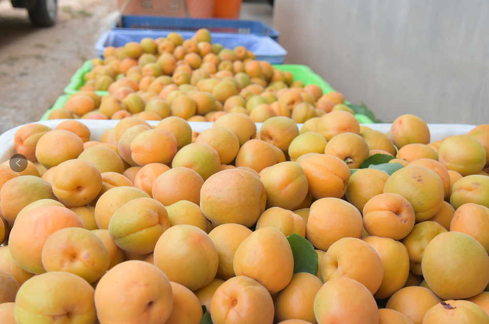 青枝绿叶间十分惹人喜爱蓝莓的脆甜是初夏特有的记忆摘一颗又大又润的