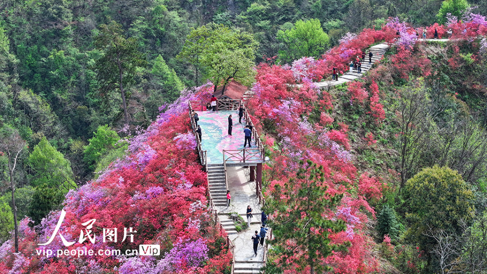 安徽岳西杜鹃花图片