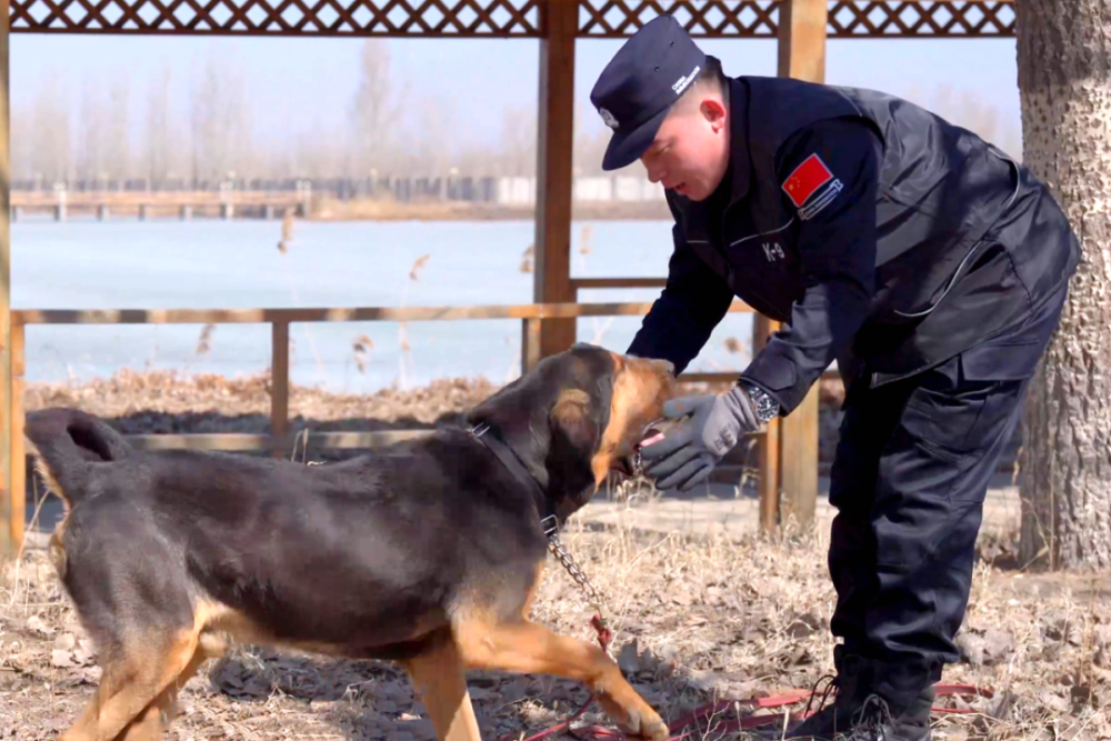犬界嗅觉的"天花板",一起看警犬"柯南"的警营故事
