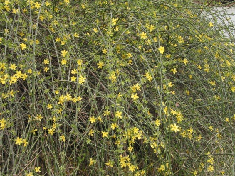 为健康护航的早春"使者":连翘