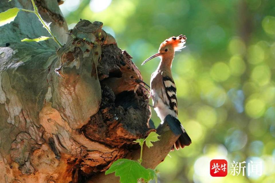 【视频】南京河西梧桐树上,美丽戴胜鸟辛勤育雏
