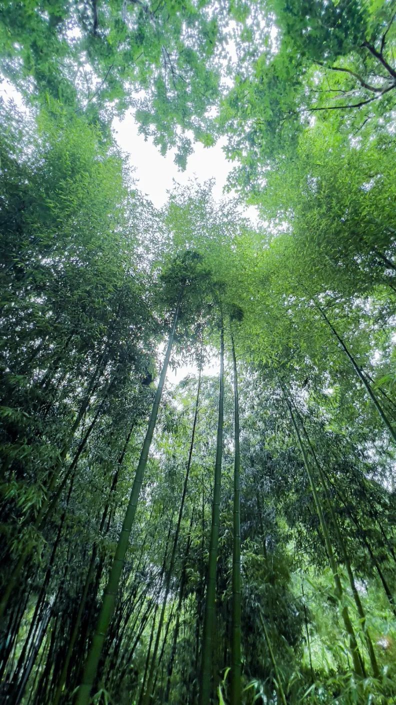 真实山水风景图片竹林图片