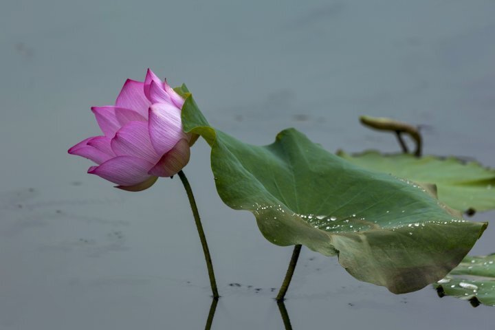 這片荷花池位置在>瓶窯老街自然造物民藝研究中心旁>,面積不大,但>勝