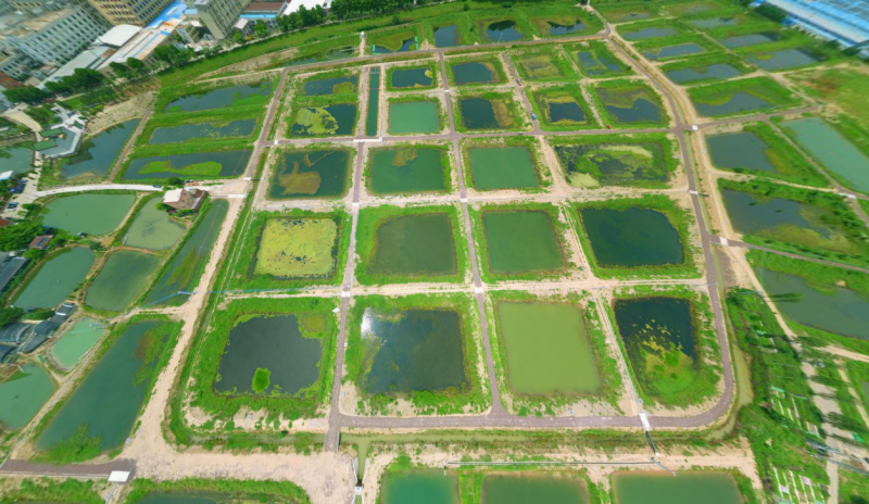 千年古韵焕新生!佛山南海区桑基鱼塘与现代农业产业园的传承与创新