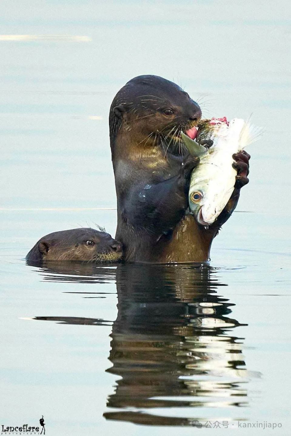 新加坡"网红"水獭zouk妈妈去世,曾带领家族路过总统府上头条