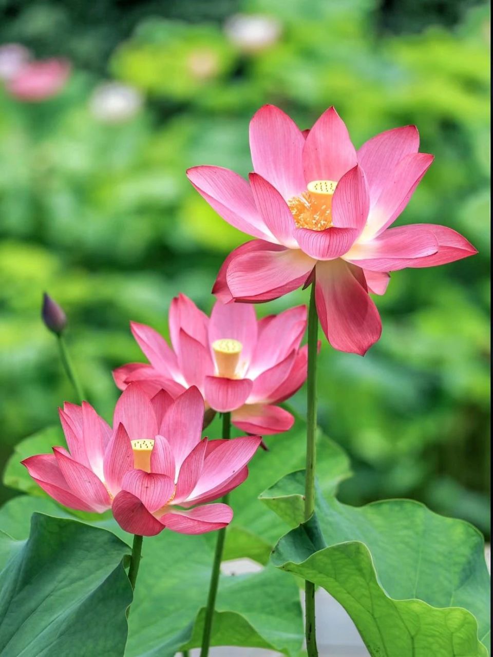 这个夏天,"荷"你相遇,六处绝美打卡地,小众,国风应有尽有!