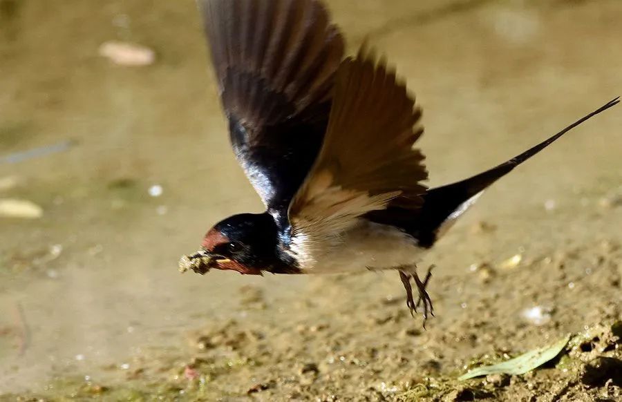 【飞花令】诗词中的"燕子"『明月几时有』(197)_腾讯新闻