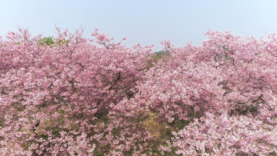 浈江樱花公园图片