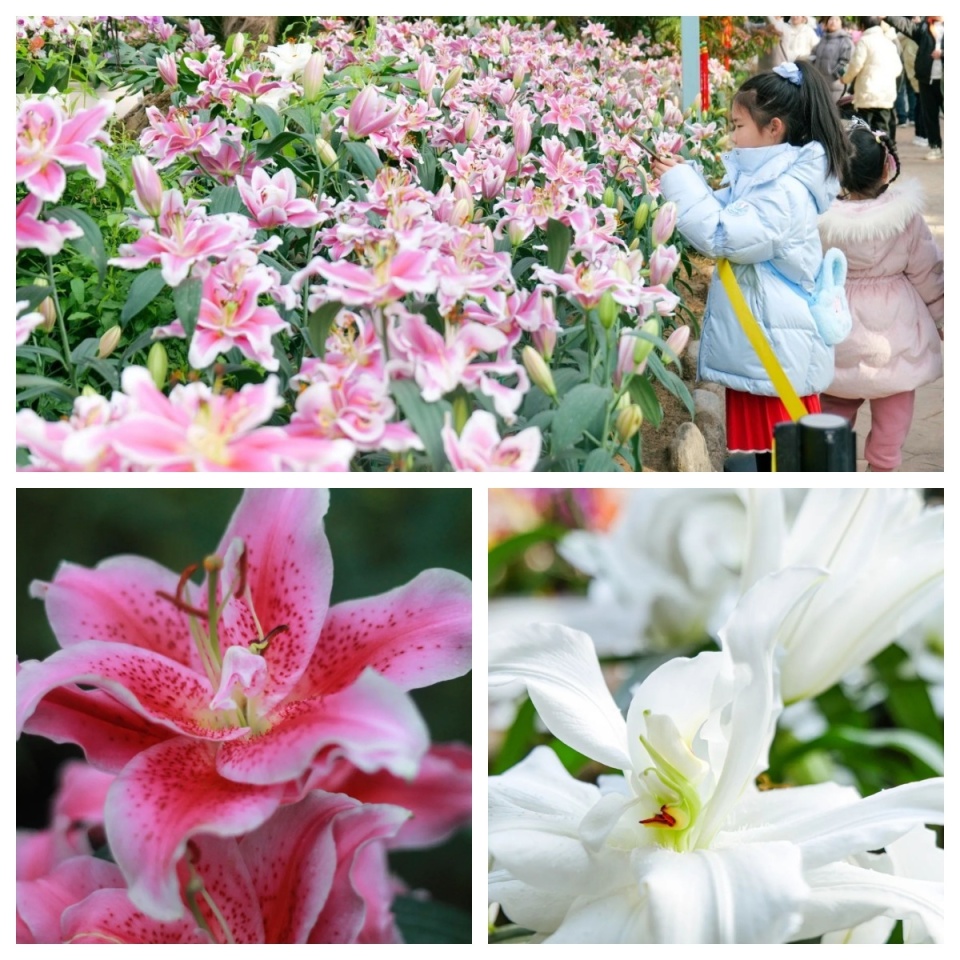花开正好郑州绿博园百合花展延长至3月10日
