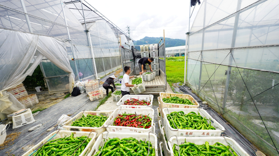 2024年5月27日,在贵州省黔东南苗族侗族自治州榕江县车江坝区蔬菜基地