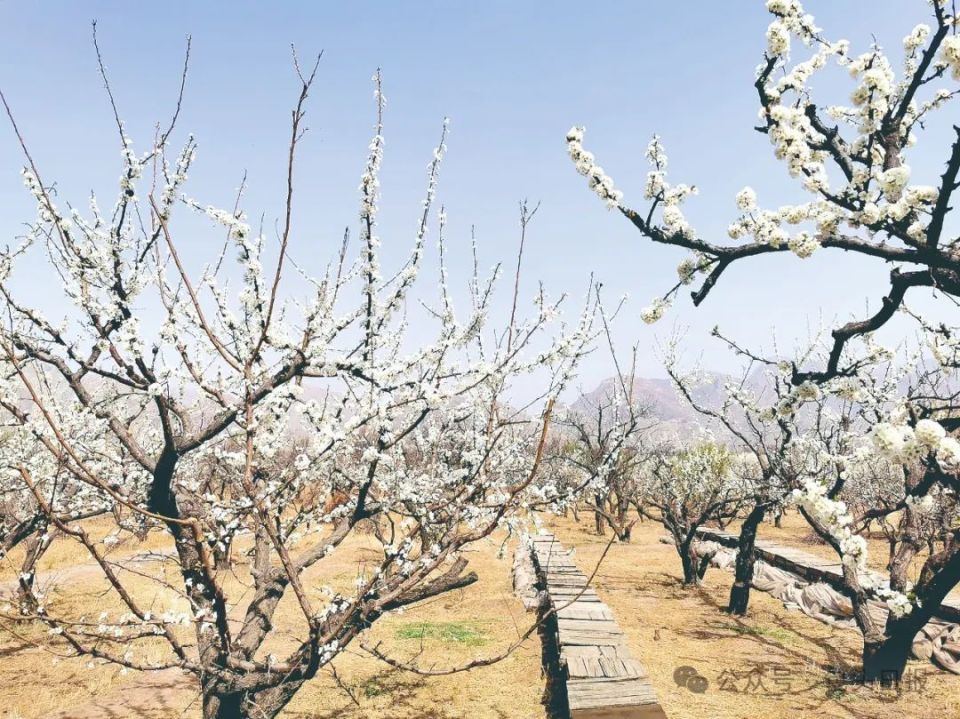 大雁滩景区杏花开得灿烂万亩杏树花枝招展,随风颤动如漫天粉霞,美不胜