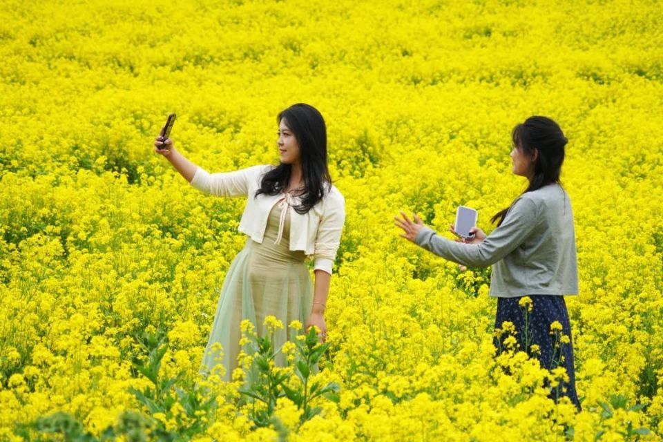的油菜花宛如金色油画远远望去千亩油菜花竞相开放宕昌县贾河乡滩子村