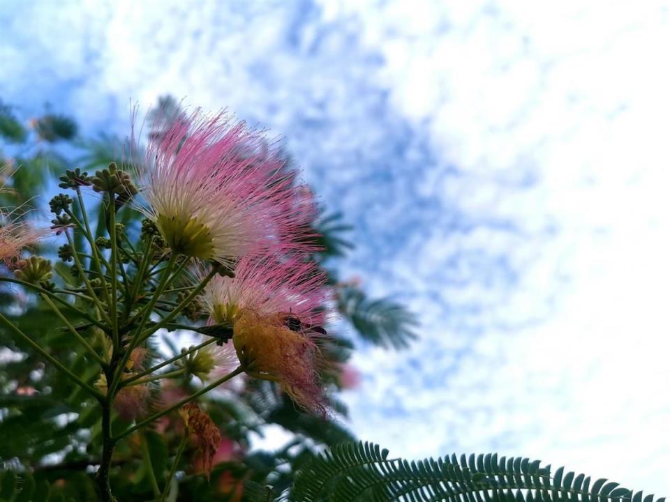 灿若云霞,合欢花绽放扮靓夏日