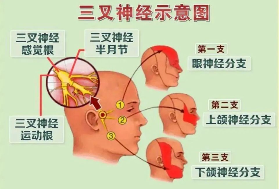 头皮神经支配图图片