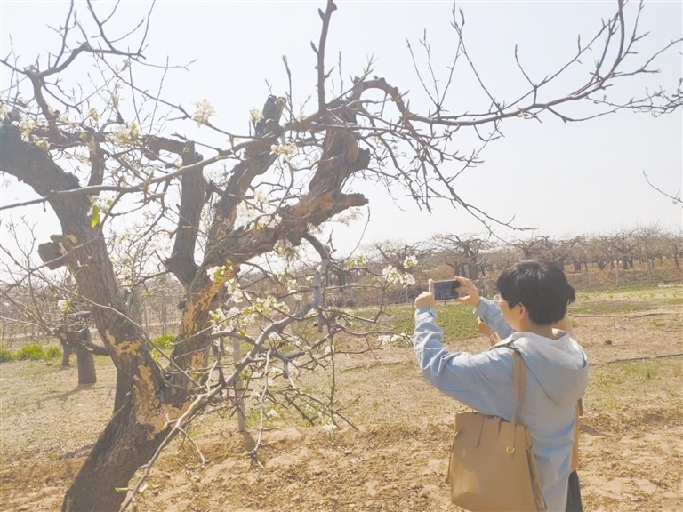 博野冯村:梨园飘香踏春来