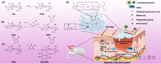 伤口酸是怎么回事《Mater. Today Bio》暨南大学李立华： 透明质酸水凝胶pH响应释放二甲双胍促进糖尿病感染伤口愈合！_https://www.jmylbn.com_新闻资讯_第1张