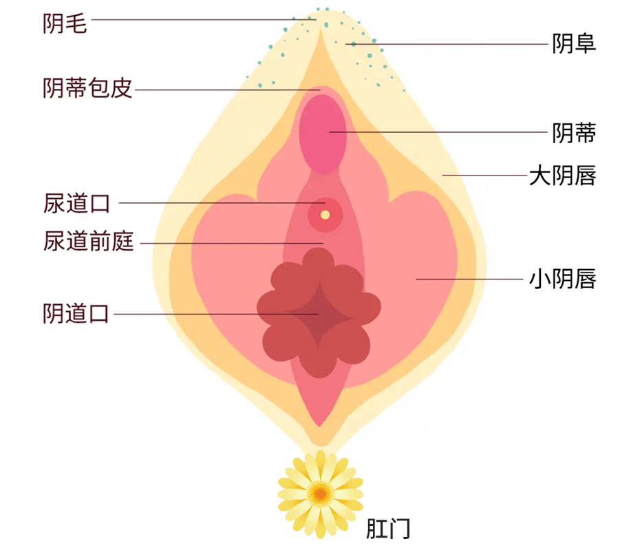 正常的肛门图片