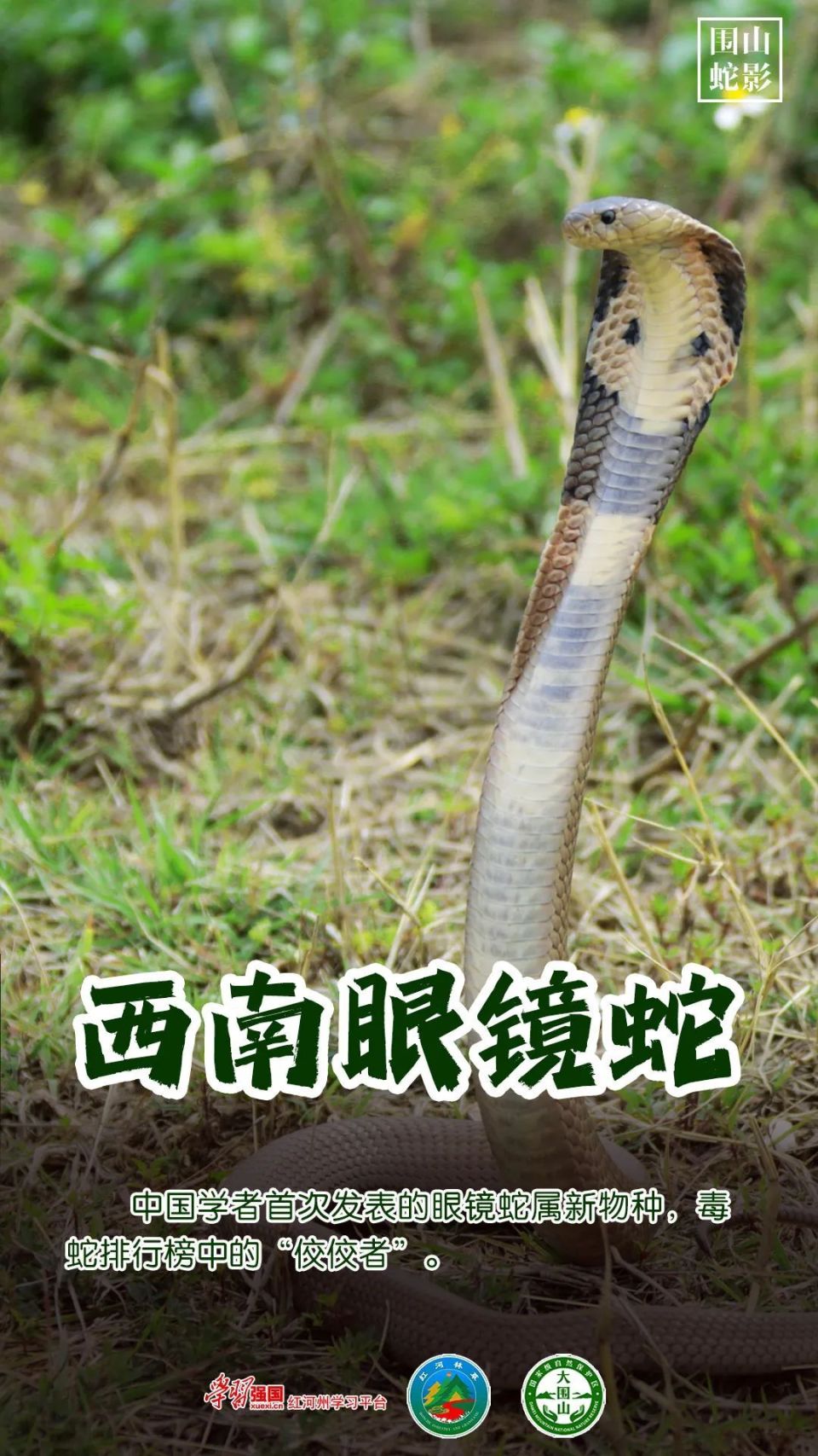 秘境红河 | 围山蛇影——揭秘云南大围山里的蛇类密码