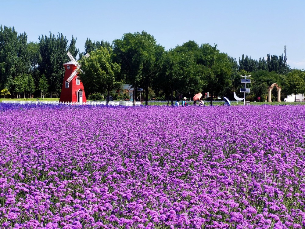 紫谷伊甸园薰衣草进入盛花期-腾讯新闻