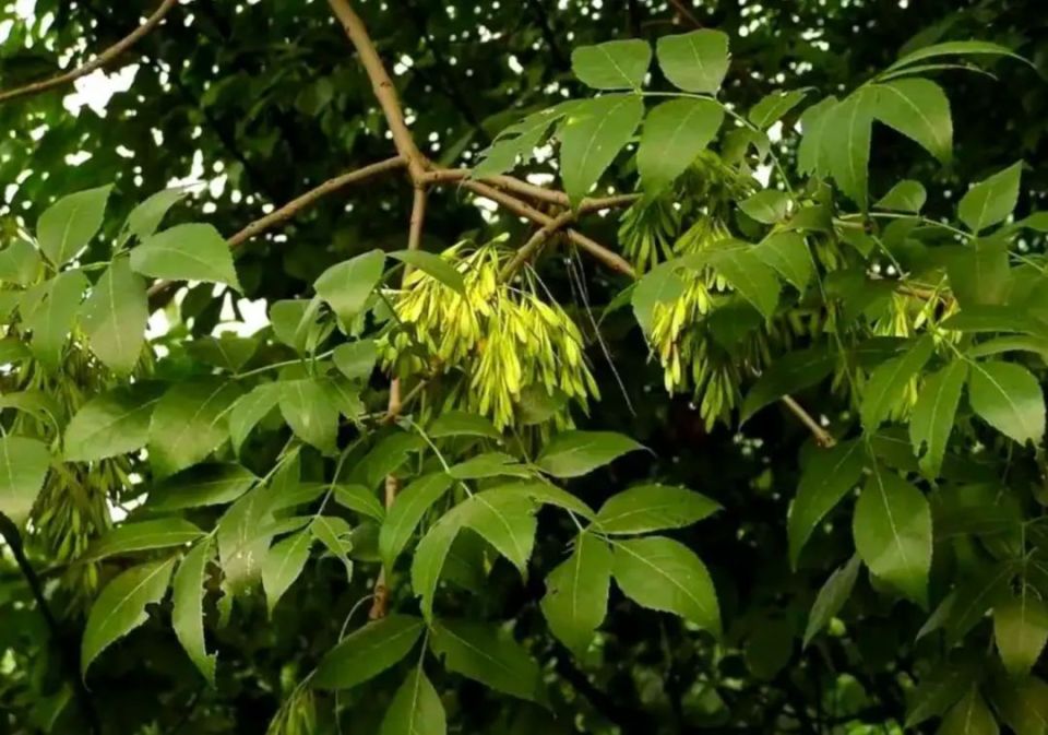 从“眼科要药”到“降酸新星”——秦皮_腾讯新闻