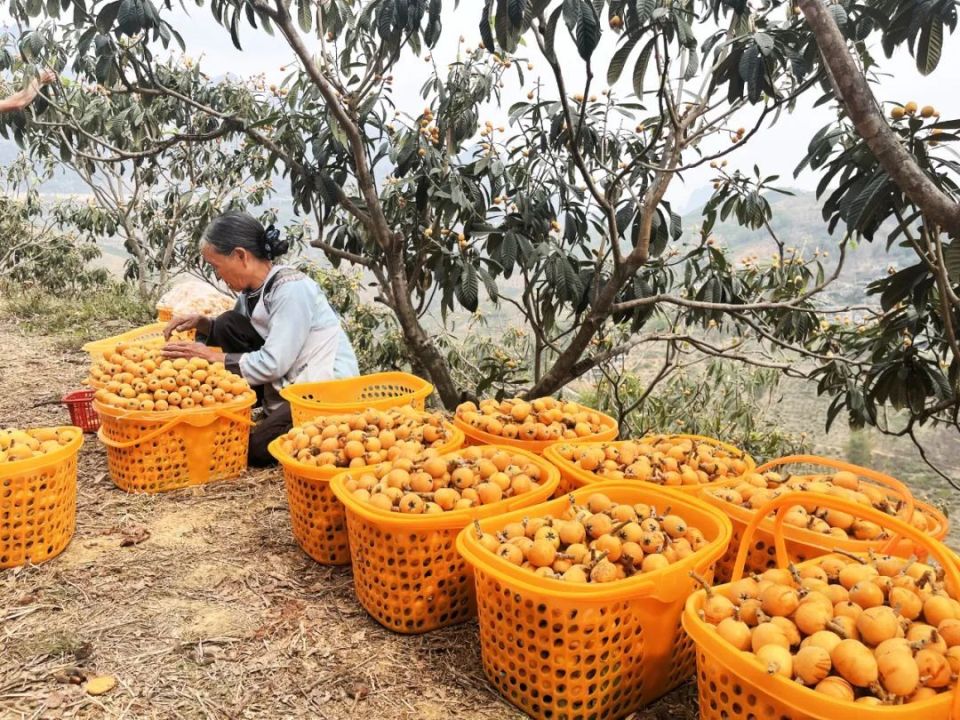 重庆枇杷采摘基地图片