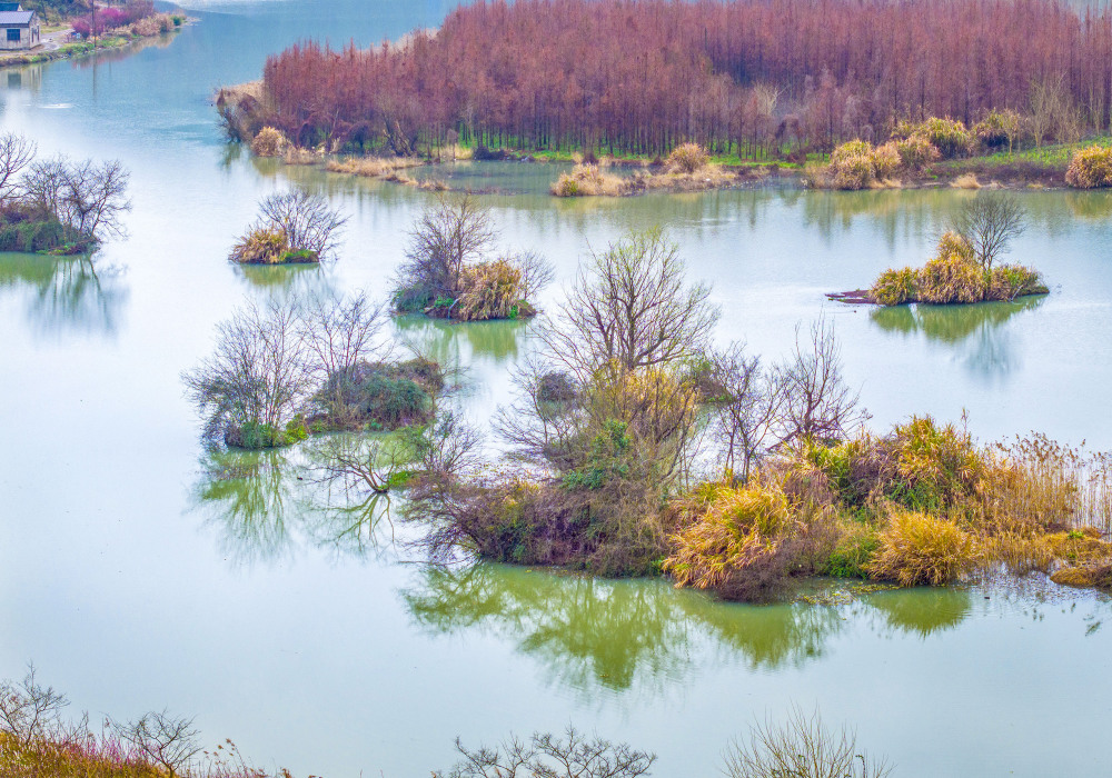 以上图片:2024年2月24日在浙江省宁波市宁海县胡陈乡戊己湿地公园拍摄