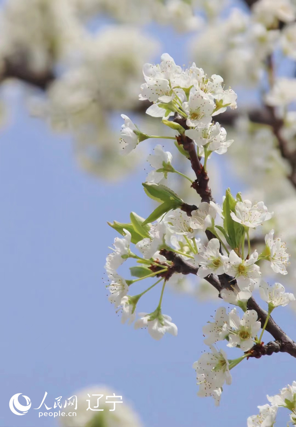 辽宁鞍山:春光无限好 梨花竞相开