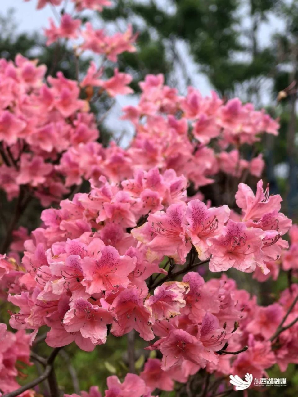 东西湖  有一片杜鹃花海!