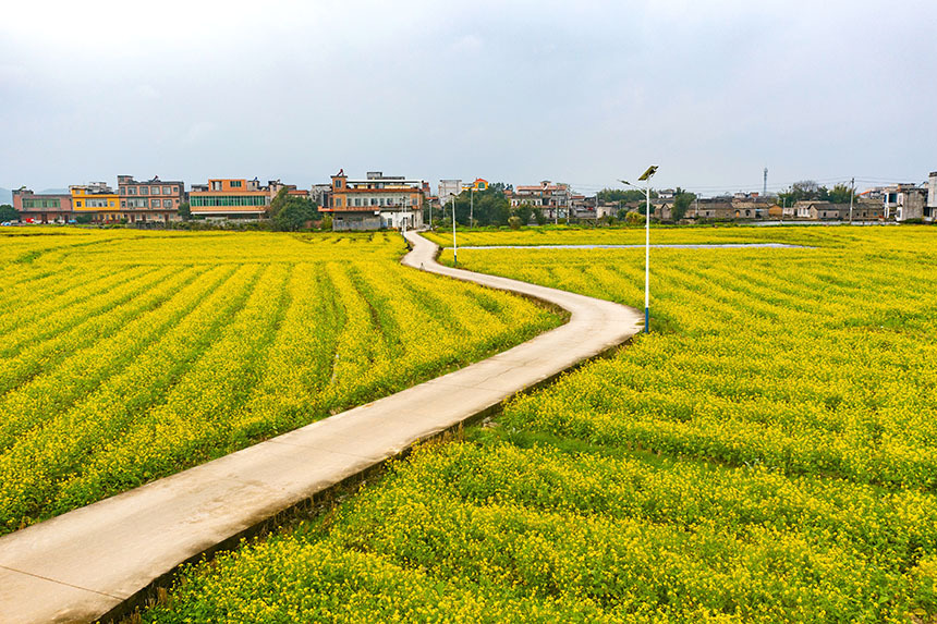 广西宾阳:油菜花开春意浓