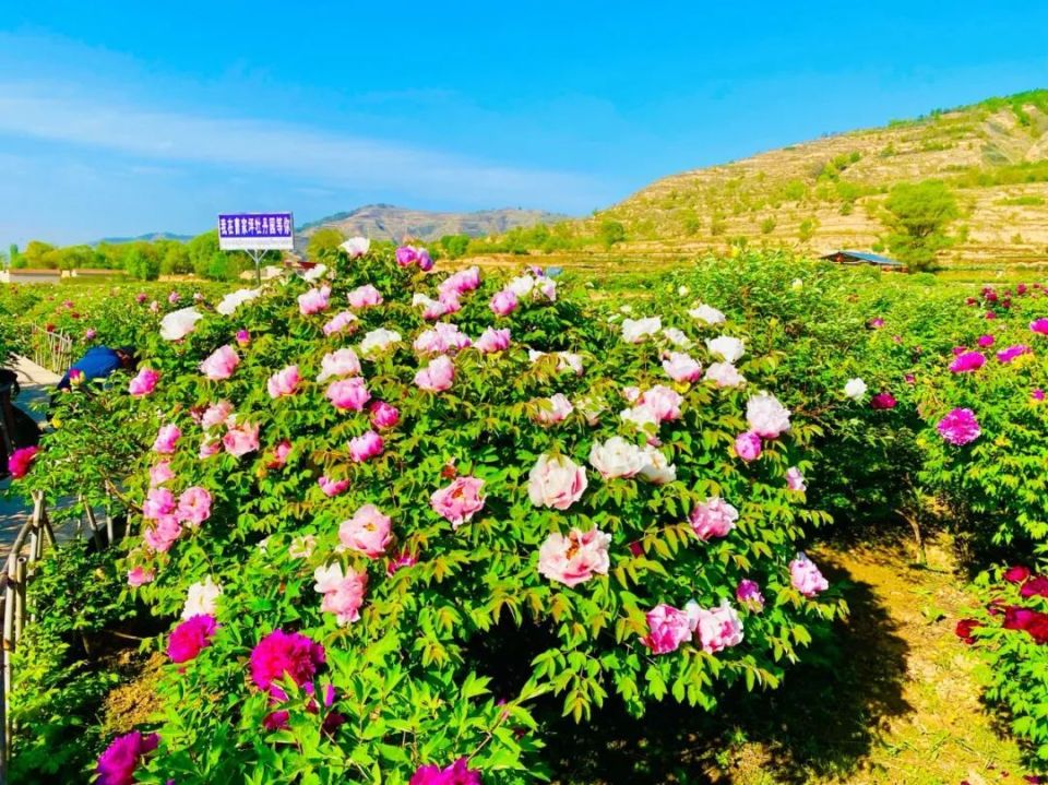 临洮曹家坪牡丹园