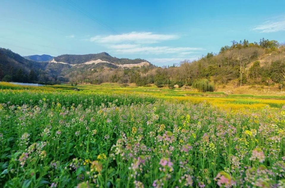 青田许你,无限春光
