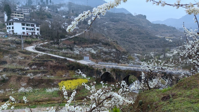 修文县洒坪镇蜈蚣桥村千亩李花绽放如雪