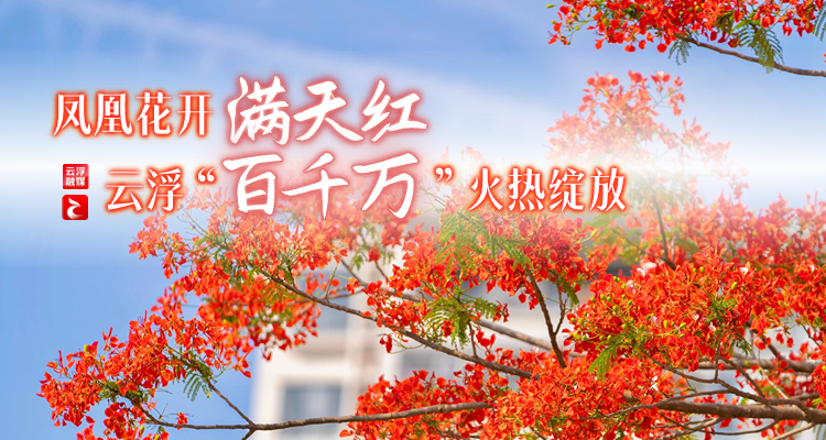 凤凰花开满天红,云浮"百千万"火热绽放