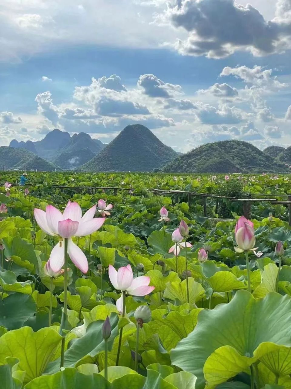 普者黑的荷花近300种,竞相开放时绵延几十里,长长短短的水路,被颜色各