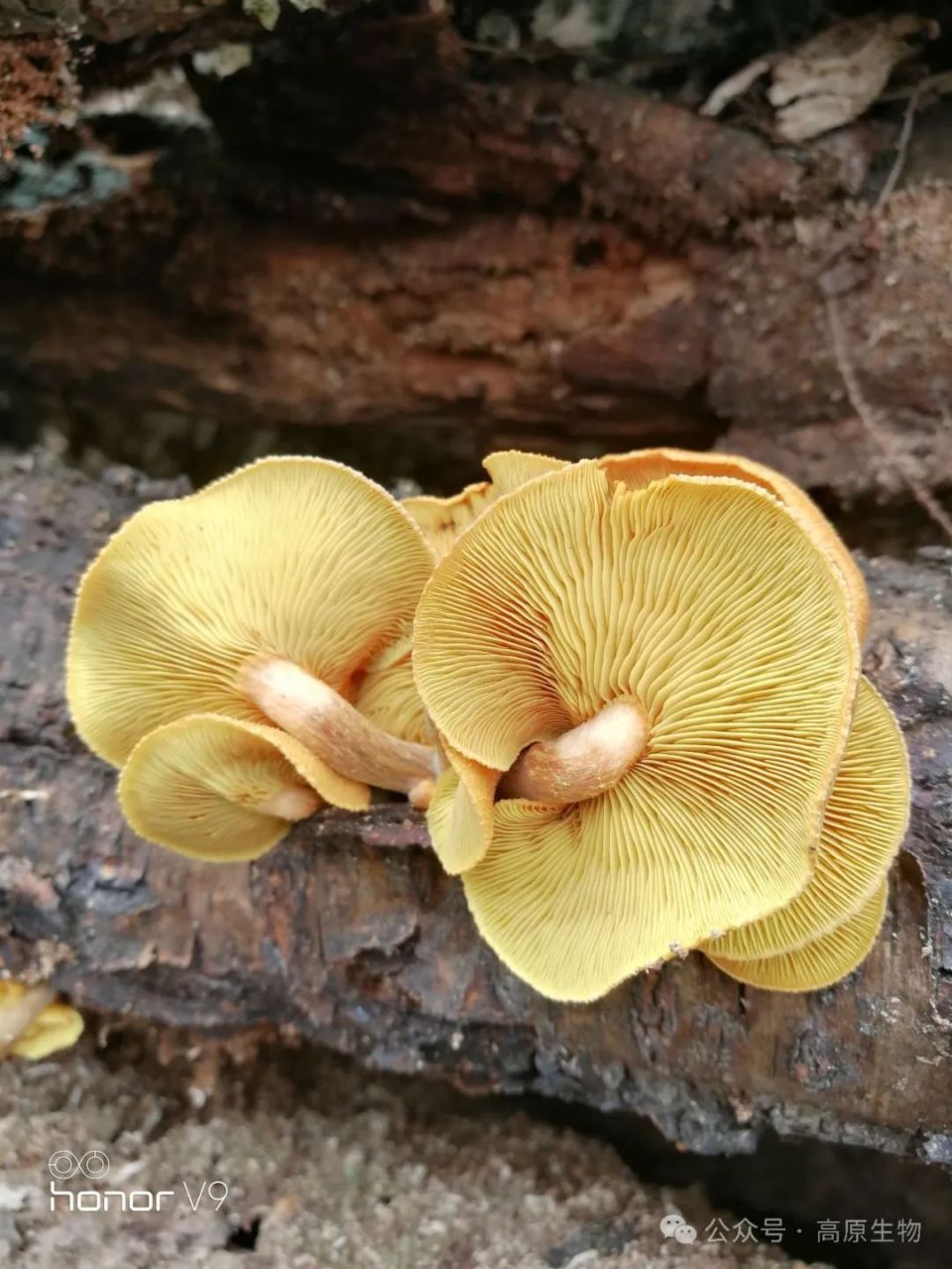 毒蘑菇歌红伞伞白杆杆图片