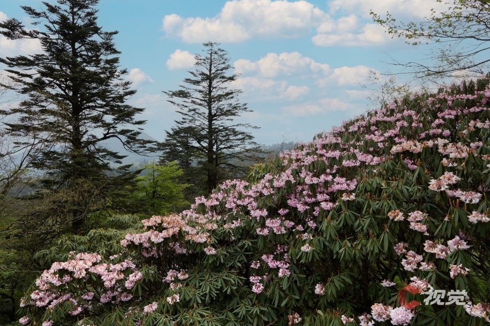 c视觉·航拍四川(84)︱峨眉高山杜鹃盛放 云端山野繁花似锦