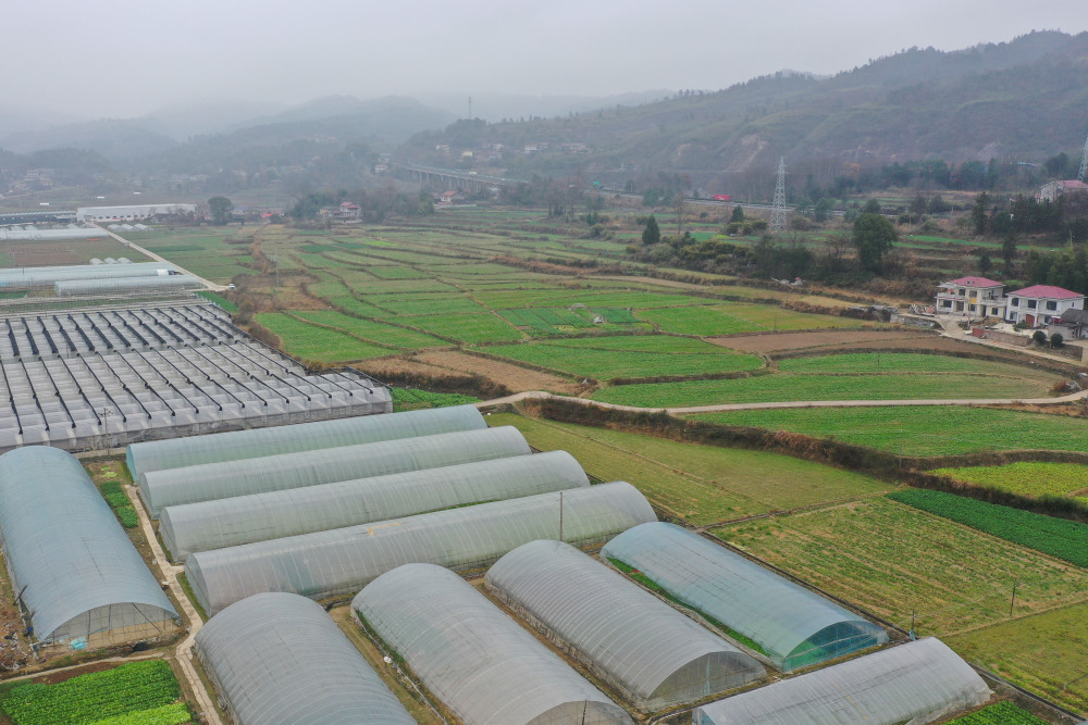 1月16日,湖南省沅陵县明溪口镇梓木坪村村支书曾陆在老种子蔬菜基地