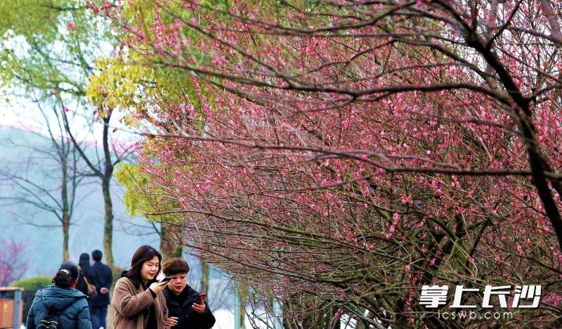 组图丨太阳露脸烈士公园红梅艳