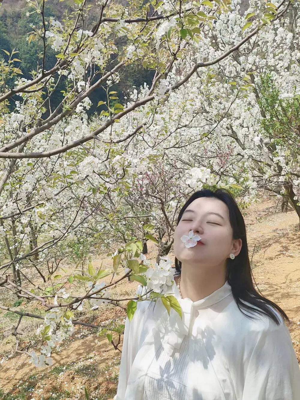 云南省红河州个旧市加级寨村万亩梨花开满园妙曼女子呼朋引伴踏青赏花