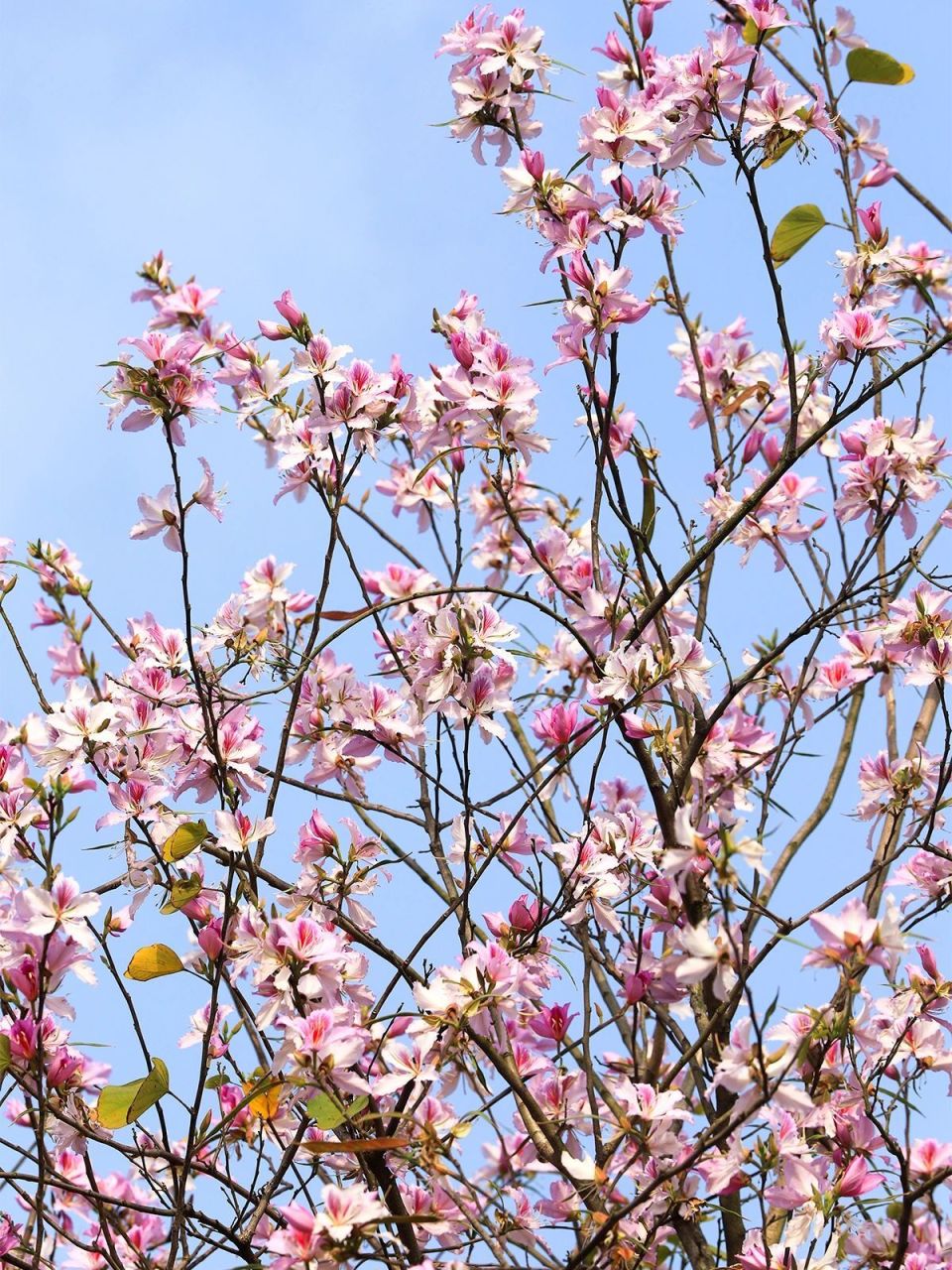 视觉增城|紫荆花盛开,增城闯进了"花花世界"
